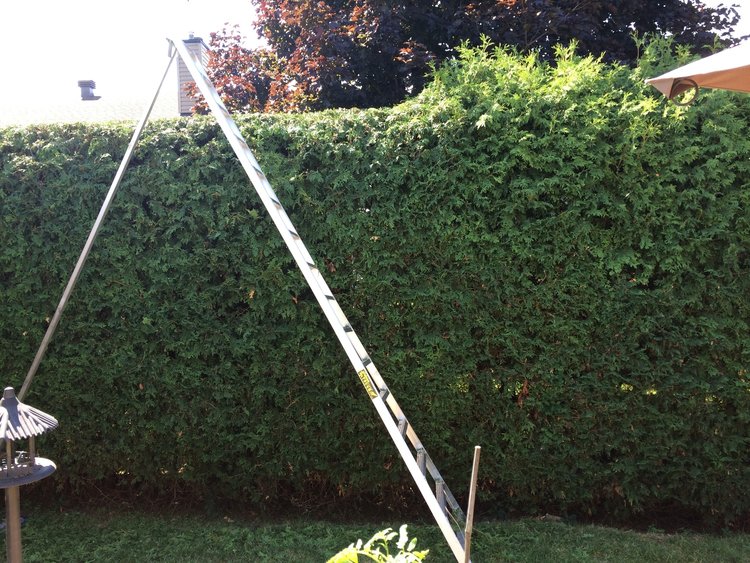 The Hedge Barber offers Hedge Removal Services and will take care of the waste