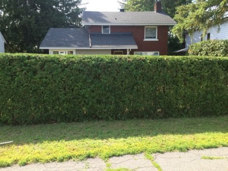 The Hedge Barber offers Hedge Renovation to help revitalize the shape of your hedges